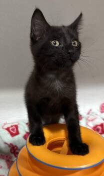 Gilly -  Domestic Short Hair Cat for Adoption in Jackson, Georgia - Gilly | PetCurious