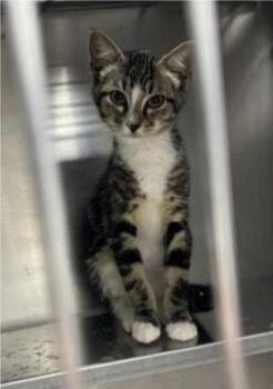 Brownie -  Domestic Short Hair Cat for Adoption in Fort Worth, Texas - Brownie | PetCurious