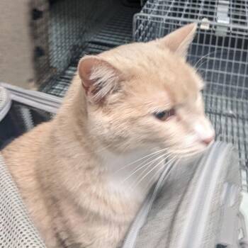 Domestic Short Hair Cats Available for Adoption in Philadelphia, Pennsylvania - Sadie | PetCurious