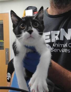 CHECKERS -  Domestic Short Hair Cat for Adoption in Albuquerque, New Mexico - CHECKERS | PetCurious