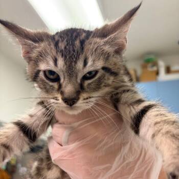 Damian -  Domestic Short Hair Cat for Adoption in Charleston, West Virginia - Damian | PetCurious