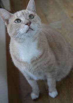 Domestic Short Hair Cats Available for Adoption in Port Chester, New York - Mango | PetCurious