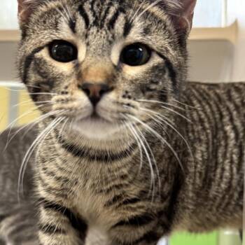 Augustus -  Domestic Short Hair Cat for Adoption in Galveston, Texas - Augustus | PetCurious