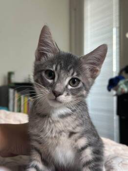 Henry -  Tabby and Domestic Short Hair Cat for Adoption in Walnut Creek, California - Henry | PetCurious