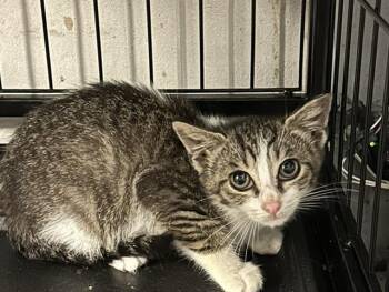 Dot -  Domestic Short Hair and Tabby Cat for Adoption in Emerald Isle, North Carolina - Dot | PetCurious