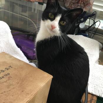 Rescue Domestic Short Hair Cats for Adoption in Fountain Valley, California - Shadow - I Definitely Want To Be Yours! | PetCurious