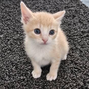 Shinedown 25 -  Domestic Short Hair Cat for Adoption in Austin, Texas - Shinedown 25 | PetCurious