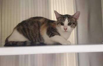 ALICE -  Domestic Short Hair Cat for Adoption in St. Louis, Missouri - ALICE | PetCurious