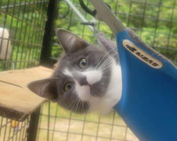 Pookie Pooka -  Domestic Short Hair Cat for Adoption in Shelton, Washington - Pookie Pooka | PetCurious