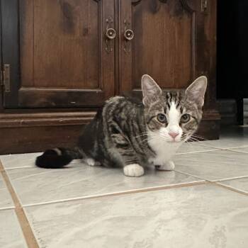 Rescue Domestic Short Hair Cats for Adoption in Tucson, Arizona - Fred | PetCurious