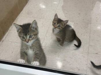 Flying Monkey 2 -  Domestic Short Hair Cat for Adoption in Hobbs, New Mexico - Flying Monkey 2 | PetCurious