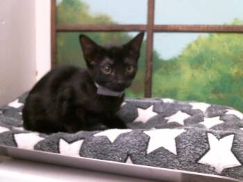 KIRK -  Domestic Short Hair Cat for Adoption in Houston, Texas - KIRK | PetCurious
