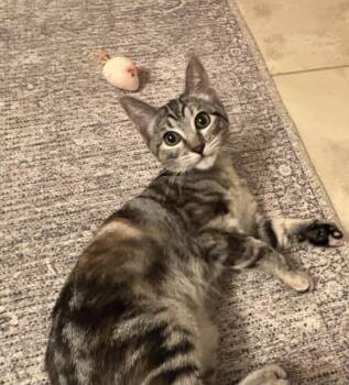 Bobbi -  Domestic Short Hair Cat for Adoption in Fort Worth, Texas - Bobbi | PetCurious