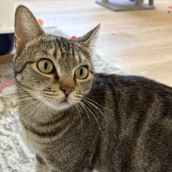 Domestic Short Hair Cats Available for Adoption in Temecula, California - Cupcake | PetCurious