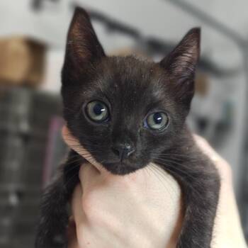 Ocka -  Domestic Short Hair Cat for Adoption in Pompano Beach, Florida - Ocka | PetCurious