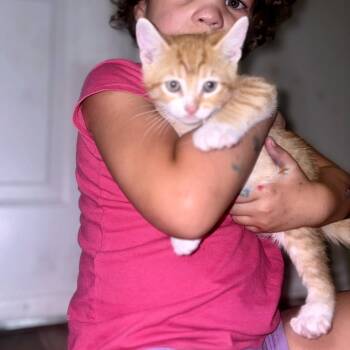 Iguana 15 -  Domestic Short Hair Cat for Adoption in Austin, Texas - Iguana 15 | PetCurious