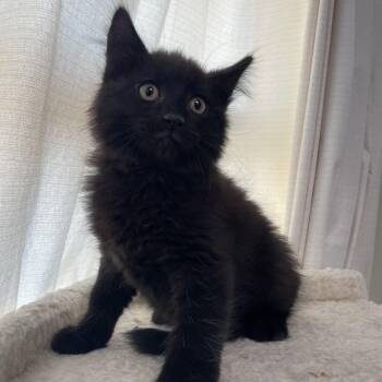 Domestic Medium Hair Cats Available for Adoption - Mario | PetCurious