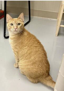 Ty -  Tabby Cat for Adoption in Westlake Village, California - Ty | PetCurious