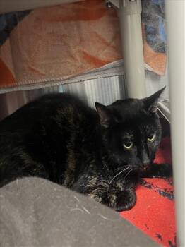 Domestic Short Hair Cats Available for Adoption in Derwood, Maryland - BISCUIT | PetCurious