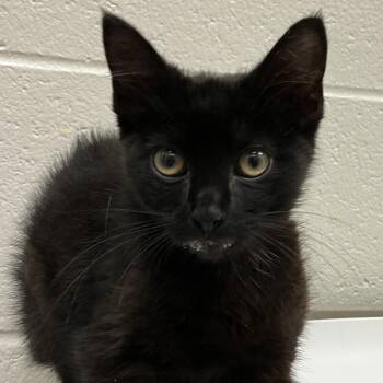 Onaway -  Domestic Short Hair Cat for Adoption in Grand Rapids, Michigan - Onaway | PetCurious