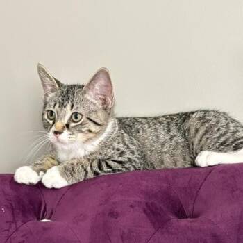 Louie -  Domestic Short Hair Cat for Adoption in Catonsville, Maryland - Louie | PetCurious