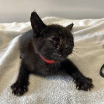 IVHS-Stray-139771 -  Domestic Short Hair Cat for Adoption in San Gabriel, California - IVHS-Stray-139771 | PetCurious