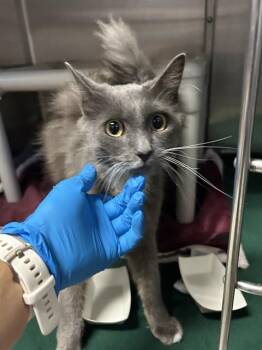 BO -  Domestic Medium Hair Cat for Adoption in Alameda, California - BO | PetCurious