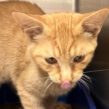 Casper -  Domestic Short Hair Cat for Adoption in Kanab, Utah - Casper | PetCurious