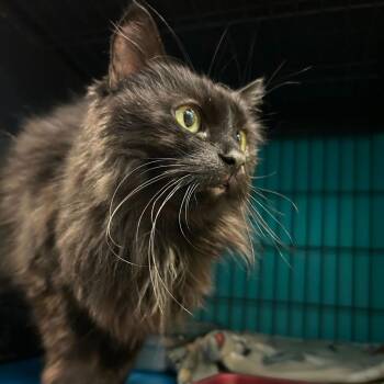 Ami -  Domestic Long Hair Cat for Adoption in Davenport, Iowa - Ami | PetCurious
