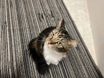 Rescue Domestic Long Hair Cats for Adoption in Berkeley Springs, West Virginia - Bride Of Frankenstein (Frankie) | PetCurious