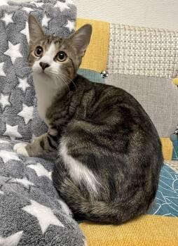 Rescue Domestic Short Hair Cats for Adoption in Gary, Indiana - Cotten Candy | PetCurious