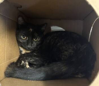 Rescue Domestic Short Hair Cats for Adoption in Harbor Springs, Michigan - Betty | PetCurious