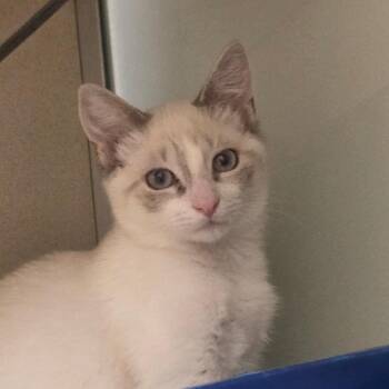 Sissy -  Ragdoll Cat for Adoption in Ballston Spa, New York - Sissy | PetCurious