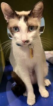 Sheba -  Domestic Short Hair Cat for Adoption in Stanwood, Washington - Sheba | PetCurious