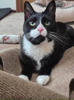Bunky -  Domestic Short Hair Cat for Adoption in Cleveland, Ohio - Bunky | PetCurious