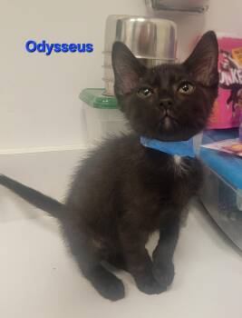Rescue Domestic Short Hair Cats for Adoption in Blue Springs, Missouri - Odysseus | PetCurious