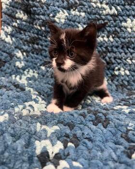 Domestic Short Hair Cats Available for Adoption in Avoca, Pennsylvania - Fiadh (Fee-uh) | PetCurious