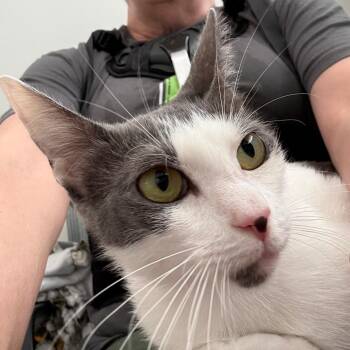 Bunny -  Domestic Short Hair Cat for Adoption in Tuscaloosa, Alabama - Bunny | PetCurious