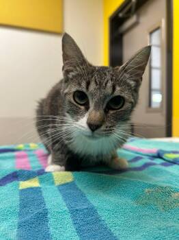 Circe -  Domestic Short Hair Cat for Adoption in Raleigh, North Carolina - Circe | PetCurious