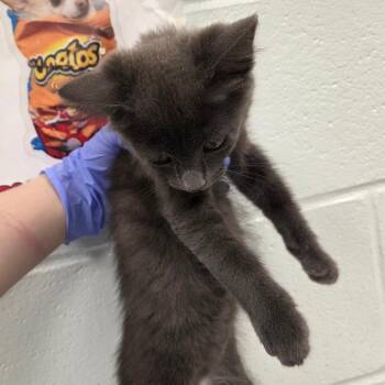 Pacha -  Domestic Short Hair Cat for Adoption in Chattanooga, Tennessee - Pacha | PetCurious