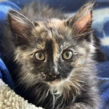 Sally Miller -  Domestic Long Hair and Tortoiseshell Cat for Adoption in Morrison, Colorado - Sally Miller | PetCurious