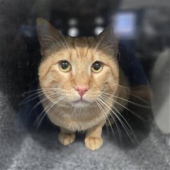 Domestic Short Hair Cats Available for Adoption in Dallas, Texas - IGOR | PetCurious