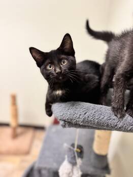 Domestic Short Hair Cats Available for Adoption in Mineral Point, Wisconsin - Dish | PetCurious
