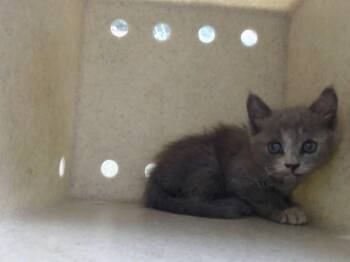 A553919 -  Domestic Short Hair Cat for Adoption in Moreno Valley, California - A553919 | PetCurious