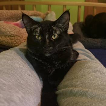 Tortiellini -  Domestic Short Hair Cat for Adoption in Saint Paul, Minnesota - Tortiellini | PetCurious