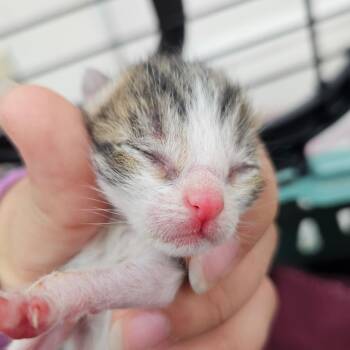 Possum -  Domestic Short Hair Cat for Adoption in Corpus Christi, Texas - Possum | PetCurious