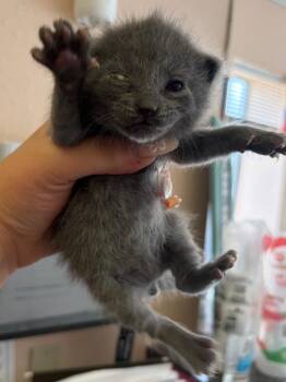 Domestic Short Hair Cats Available for Adoption in Lockhart, Texas - Tomato | PetCurious