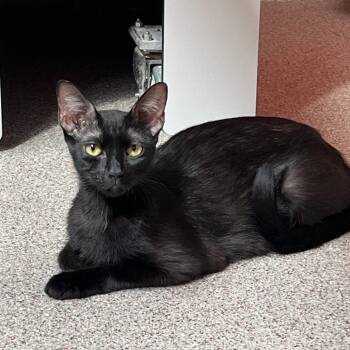 Ash -  Domestic Short Hair Cat for Adoption in Sarasota, Florida - Ash | PetCurious