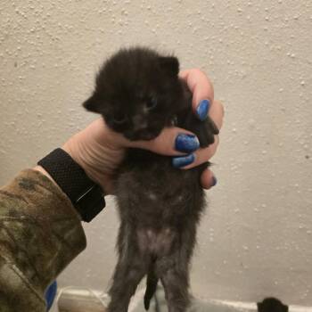Delilah -  Domestic Short Hair Cat for Adoption in League City, Texas - Delilah | PetCurious