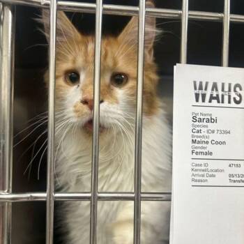 Sarabi -  Maine Coon Cat Available for Adoption in Lake Havasu City, Arizona - Sarabi | PetCurious